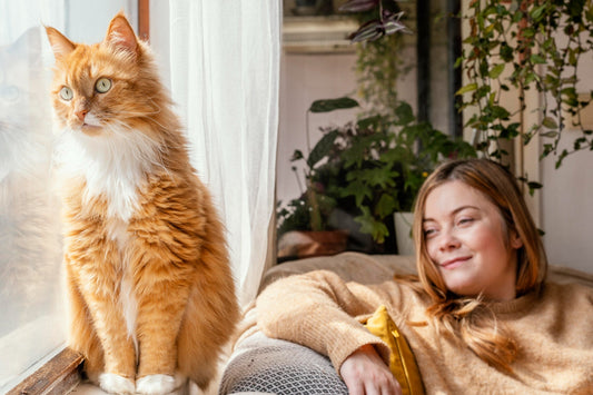Creating the Perfect Environment for Your Indoor Cat