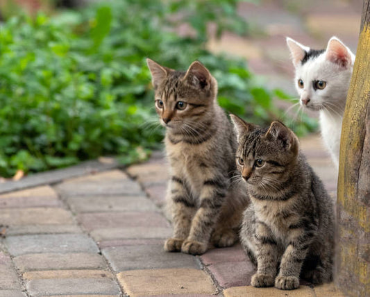 Colonias de gatos en España: como la esterilización previene el abandono y el sacrificio