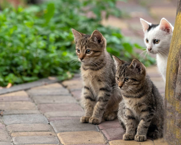 Colonias de gatos en España: como la esterilización previene el abandono y el sacrificio
